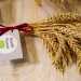 Le giovani ci mostrano le tipologie di grano ritrovate...